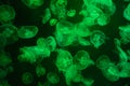 Colourful pattern of Jellyfish Royalty Free Stock Photo