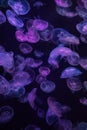 Colourful pattern of Jellyfish Royalty Free Stock Photo