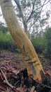 Colourful Patterns on the Bark of a Eucalyptus Tree Tasmania Australia Royalty Free Stock Photo