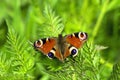 The Colourful Peacock Butterfly - Aglais Io Royalty Free Stock Photo