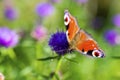 Colourful Peacock butterfly on Centaurea Scabiosa Knapweed flower Royalty Free Stock Photo