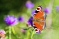 Colourful Peacock butterfly on Centaurea Scabiosa Knapweed flower Royalty Free Stock Photo