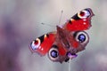 The colourful peacock butterfly in detail Royalty Free Stock Photo