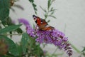 Colourful Peacock butterfly. Royalty Free Stock Photo