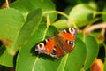 Colourful peacock butterfly on green leaves