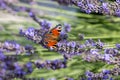 Colourful peacock butterfly sucks the nectar of a lavender blossom Royalty Free Stock Photo