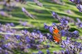 Colourful peacock butterfly sucks the nectar of a lavender blossom Royalty Free Stock Photo