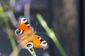 Colourful peacock butterfly sucks the nectar of a lavender blossom Royalty Free Stock Photo