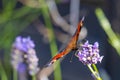 Colourful peacock butterfly sucks the nectar of a lavender blossom Royalty Free Stock Photo