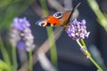 Colourful peacock butterfly sucks the nectar of a lavender blossom Royalty Free Stock Photo