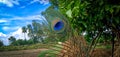 Colourful Peacock feather photo, feather of bird