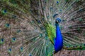 A colourful peacock with its feathers opened wide