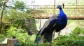 Colourful peacock