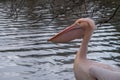 Colourful pelican by the lake in St James`s Park, London UK. Royalty Free Stock Photo