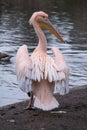 Colourful pelican by the lake in St James`s Park, London UK. Royalty Free Stock Photo