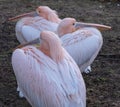 Colourful pelicans by the lake in St James`s Park, London UK. Royalty Free Stock Photo