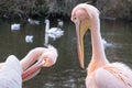 Colourful pelicans preening themselves by the lake in St James`s Park, London UK. Royalty Free Stock Photo