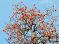 Colourful persimmon tree on blue sky Royalty Free Stock Photo