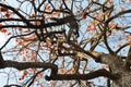 Colourful persimmon tree on blue sky Royalty Free Stock Photo