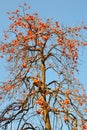 Colourful persimmon tree on blue sky Royalty Free Stock Photo