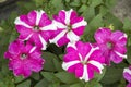Colourful petunia flower Royalty Free Stock Photo