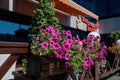 Colourful petunia flowers in vibrant pink and purple colors in decorative flower pot close up Royalty Free Stock Photo