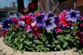 Colourful petunia flowers in vibrant pink and purple colors in decorative flower pot close up Royalty Free Stock Photo