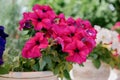 Colourful petunia flowers in vibrant pink and purple colors in decorative flower pot close up Royalty Free Stock Photo