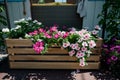 Colourful petunia flowers in vibrant pink and purple colors in decorative flower pot close up Royalty Free Stock Photo