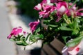 Colourful petunia flowers in vibrant pink and purple colors in decorative flower pot close up Royalty Free Stock Photo