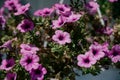 Colourful petunia flowers in vibrant pink and purple colors in decorative flower pot close up Royalty Free Stock Photo