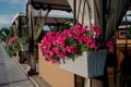 Colourful petunia flowers in vibrant pink and purple colors in decorative flower pot close up Royalty Free Stock Photo