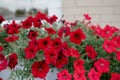 Colourful petunia flowers in vibrant pink and purple colors in decorative flower pot close up Royalty Free Stock Photo