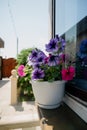Colourful petunia flowers in vibrant pink and purple colors in decorative flower pot close up Royalty Free Stock Photo