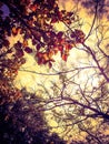 Colourful picture of forest trees canopy