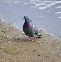 Colourful pidgeon on pond shore Royalty Free Stock Photo