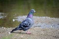 Colourful pidgeon on pond shore Royalty Free Stock Photo