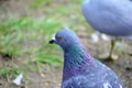 Colourful pidgeon on pond shore close up Royalty Free Stock Photo