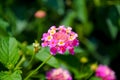 Colourful pink flowers