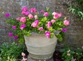 Colourful pink geraniums in a large pot, photographed in the garden at Ascott House near Leighton Buzzard, Buckinghamshire UK. Royalty Free Stock Photo