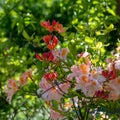 Colourful Japanese azaleas in dappled shade outside the walled garden at Eastcote House Gardens in Eastcote Hillingdon, UK Royalty Free Stock Photo