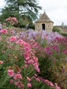 Colourful Michaelmas daisies in the garden at Great Chalfield Manor near Bradford on Avon, Wiltshire UK, photographed in autumn. Royalty Free Stock Photo