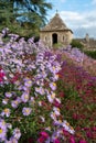 Colourful Michaelmas daisies in the garden at Great Chalfield Manor near Bradford on Avon, Wiltshire UK, photographed in autumn. Royalty Free Stock Photo