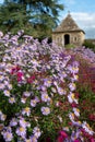 Colourful Michaelmas daisies in the garden at Great Chalfield Manor near Bradford on Avon, Wiltshire UK, photographed in autumn. Royalty Free Stock Photo