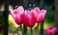 Colourful pink tulips beginning to bloom in spring garden Royalty Free Stock Photo