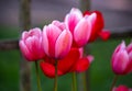 Colourful pink tulips beginning to bloom in spring garden