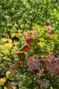 Colourful Japanese azaleas in dappled shade outside the walled garden at Eastcote House Gardens in Eastcote Hillingdon, UK Royalty Free Stock Photo