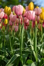 Colourful pink and yellow tulips on display at Keukenhof Gardens, Lisse, South Holland. Photographed on a sunny spring day. Royalty Free Stock Photo