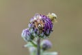 Colourful plant bug on Creeping thistle Royalty Free Stock Photo