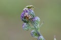 Colourful plant bug on Creeping thistle Royalty Free Stock Photo